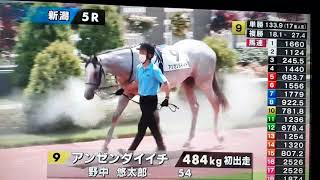 2020.8.30【JRA　新潟競馬　メイクデビュー芝２０００　パドック】