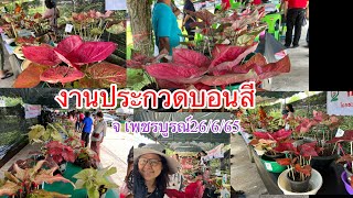 ชมบรรยากาศประกวดบอนสีจ.เพชรบูรณ์