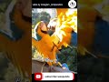 parrots play with 100 reactions panda information bureau