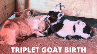 Shocking goat birth!