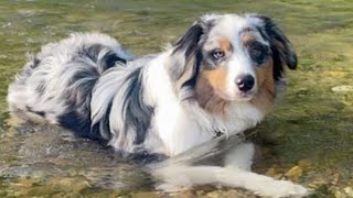 Springfield funeral home plans to open new funeral home for pets