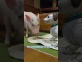 相変わらずアイボのarの餌を探し回るマイクロブタ🐖 micropig aibo マイクロブタ アイボ pig piggy piglet ブタ mipig robotdog