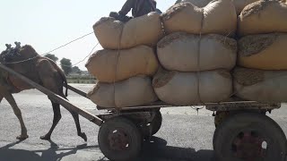 The Power Of Camel || Load Carrying Capacity Of Camel Cart