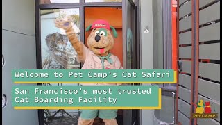 Cat Safari Tour - Pet Camp | San Francisco's Most Trusted Cat Boarding Facility