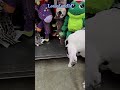 18 week great dane puppy s first pet store visit 👀😲🐾 petstore newtoys lovemygreatdane kongdog