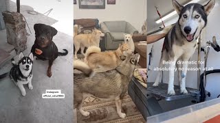 Most Hilarious and Cutest Husky Compilation of 2021 - Funny Pet Videos