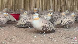 SPOTTED SANDGROUSE