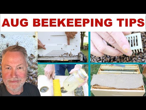 Beekeeping tips for August – you can do it!