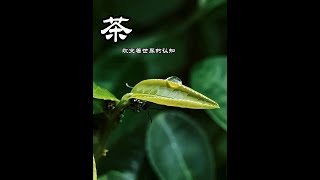 普洱茶|2021新茶|綠茶|紅茶|烏龍茶|班章|冰島|鐵觀音，茶改变这世界的认知！（茶与生活）