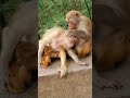 bast monkey video