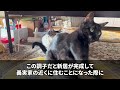 【スカッと】私に黙って義両親を呼び同居を強制する夫「部屋足りないからお前庭で寝ろよｗ」重たいスーツケースを持った私「実家に帰ります、ごゆっくりどうぞ」義家族「は？」私「え？」結果ｗ【修羅場】