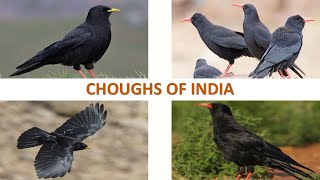 Choughs of India 🇮🇳 | Birds | Indian Birds