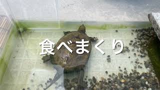 【ぺいりんチャンネル】米国俳優のウィルスミスから名前をもらったイシガメのウィル^_^冬眠から目覚めてからの餌爆食いの毎日www