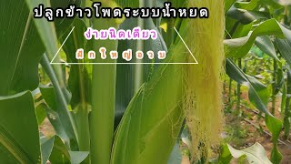 ไม่น่าเชื่อ?? #ปลูกข้าวโพดระบบน้ำหยด#ต้นอวบสูงและฝักใหญ่ได้ขนาดนี้เลยหรือ สุดยอดเลย