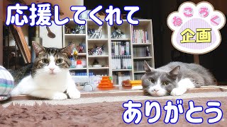 【猫の雑談】皆様のおかげでついに収益化してもらえました！