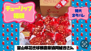 チューリップ福袋の中身 特大 ネタバレ【ガーデニング】富山県花卉球根農業協同組合さん