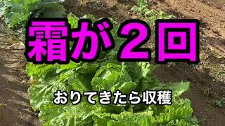 白菜とキャベツの収穫で重要なこと！これだけ気をつければ美味しい白菜が食べられます！