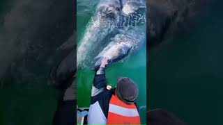 الدلافين صديقة البشر.                Dolphins are human friendly