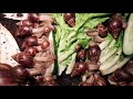 Timelapse Giant African Land Snails Eating