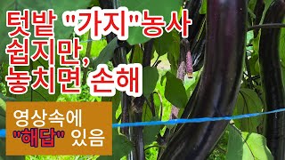 가지, 텃밭가지, 가지농사,가지재배에 가장 중요점을 본 영상에 담았습니다. 손쉽게 재배 가능한 가지도 알고 농사 짓으면 대박결실을 볼 수 있습니다. 영상 말미에 그 답이 있습니다.