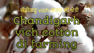 ਚੰਡੀਗੜ ਵਿਖੇ ਕਪਾਹ ਦੀ ਖੇਤੀ ..... ਉਤਪਾਦਨ ਅਤੇ ਲਾਭ/Cotton agriculture at chandigarh.....output and profit