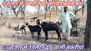 गांव के साधारण किसान की जखराणा नस्ल की बकरीयां #Best Jakhrana Goats in haryana