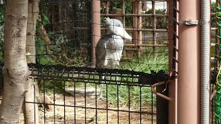 部屋に帰るアサンテ　ハシビロコウ　上野動物園