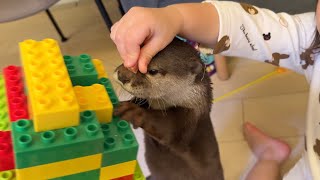 カワウソとみんなで遊べるおもちゃを作ってみた、のだが… I made a toy that everyone can play with an otter, but...