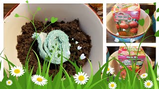 DOLLAR TREE FLOWER ROCKET PLANTING