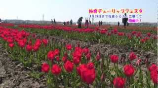 佐倉チューリップフェスタ（2013/4/8）佐倉市