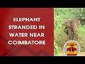 Elephant Stranded in Water Near Coimbatore | DETAILED REPORT | Thanthi TV