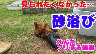 砂浴びを見られて恥ずかしかった雄鶏の行動が…【ニワトリ飼育】【沖縄田舎暮らし】