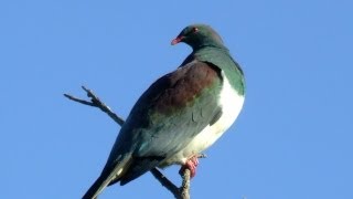 Kereru New Zealand Pigeon