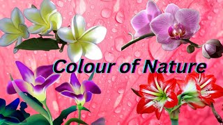 Colours of Nature | Beautiful flowers images with background music | good message header.
