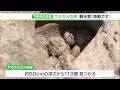 ピンポン玉ほどの卵113個確認　アカウミガメが下田市の海岸で産卵