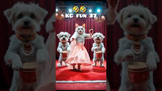 Cat🥰🥰dance video #shorts @KC fun 37