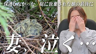 庭に野鳥の雛が放置されていましたが保護せず見守り続けた結果・・・