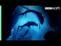 ONE HOUR Of Amazing Ocean Moments | BBC Earth