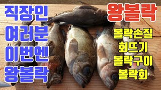 포항 영일만신항에서 직접잡아 손질한 볼락회와 볼락구이 입니다! 직접낚시로 잡은 볼락으로 볼락회를 떠서 볼락구이까지! 볼락낚시 볼락회 볼락손질 볼락구이 볼락회뜨기 생선손질