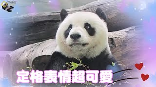 20221113 圓仔定格數秒不眨眼，錯過窩窩頭直到下班回家都沒發現 The Giant Panda Yuan Zai