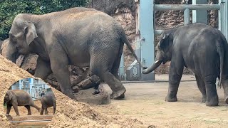 ママにキックされてもしっぽをもって帰るアルンくんがかわいい♪【‎2024年‎8月6日】【上野動物園】アジアゾウ