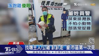 高雄市區驚見雞! 馬路迷途亂竄 2員警\