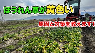 ほうれん草が黄色い・・・　原因と対策教えます！！