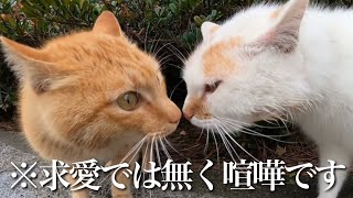 【猫の喧嘩】超至近距離で喧嘩する猫の勝負の行方はいかに！？