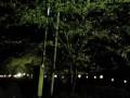 茂原公園で夜桜見物