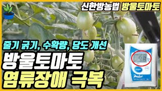 글로바이오 친환경 신한방농법 - 방울토마토 염류장애 극복 익산 이재규농가.