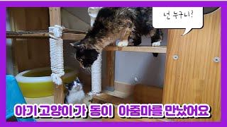 A pet cat met Mrs. Dongyi in the cat's room.