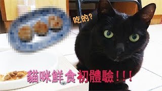 Natural Food EP.1 ｜貓咪鮮食初體驗！自製鮮食！幸將鮮食挑戰！