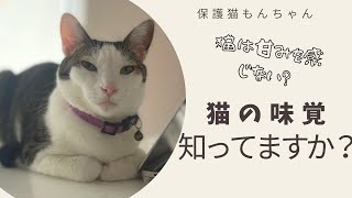 猫は甘みを感じない？！　猫の味覚にはヒミツ があるんです！　Do cats have a sense of taste?