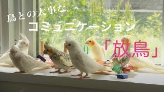 鳥との大切なコミュニケーション【放鳥】